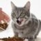 Alimentacion Gato Dietas