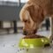 Alimentacion Perro Sano