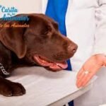 Antiinflamatorios ANIMALES