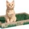 Arenas y hierba para gatos