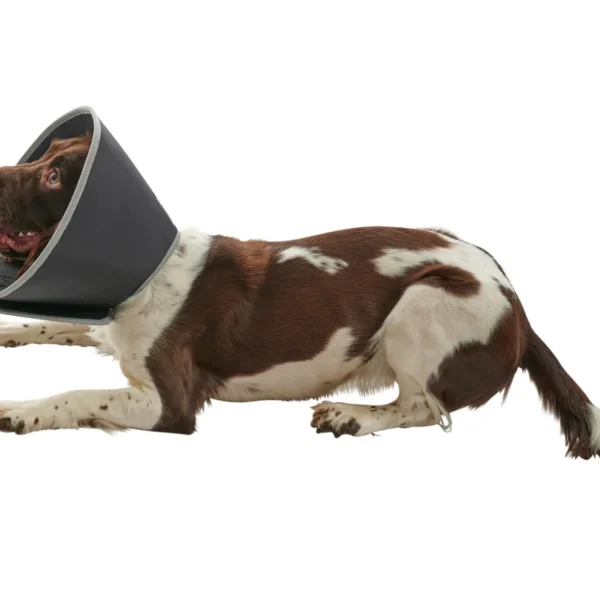 Collar isabelino foam buster 12,5cm 5uds kruuse