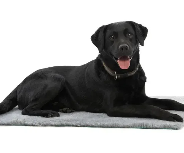 Vet bed kruuse 66 x 51 cm, gris